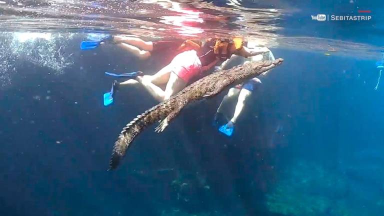 ‘Panchito’, el cocodrilo que se hizo viral por nadar cerca de turistas en Tulum