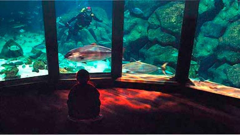 As familias desfrutarán dunha xornada no Aquarium Finisterrae da Coruña.