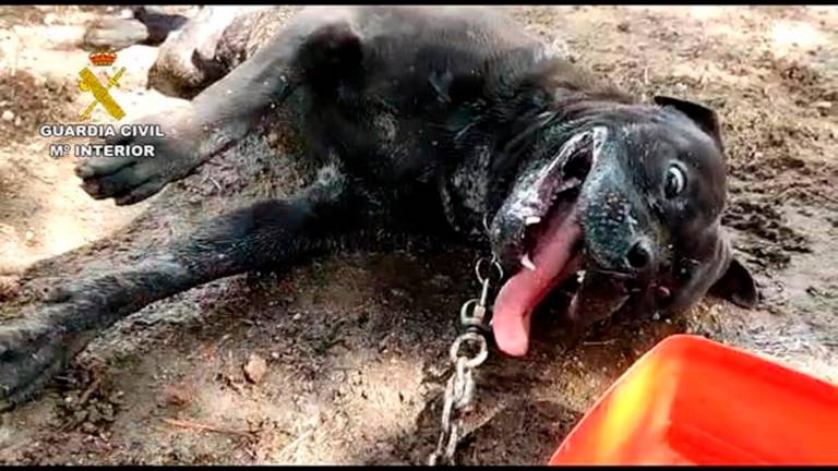 Perro muerto por supuesto envenenamiento en Boiro. Foto: Guardia Civil