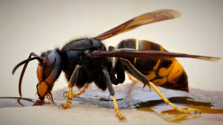 Imaxe da vespa velutina. Foto: fapas.es