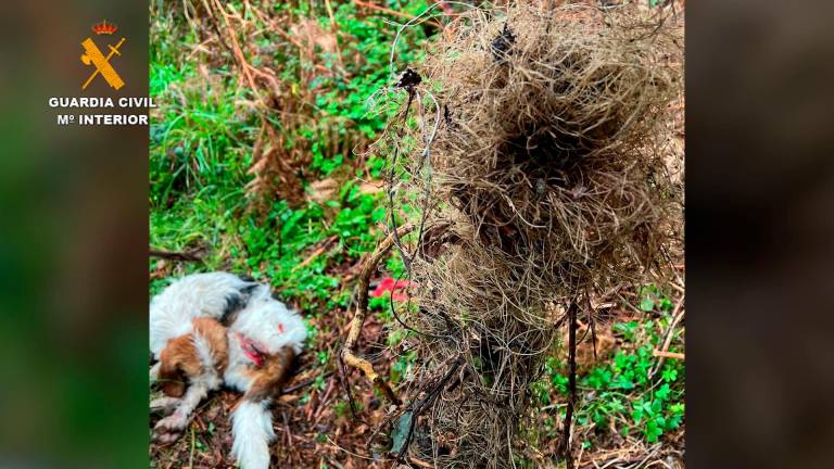 Imagen del perro atrapado en la trampa / Foto: Guardia Civil
