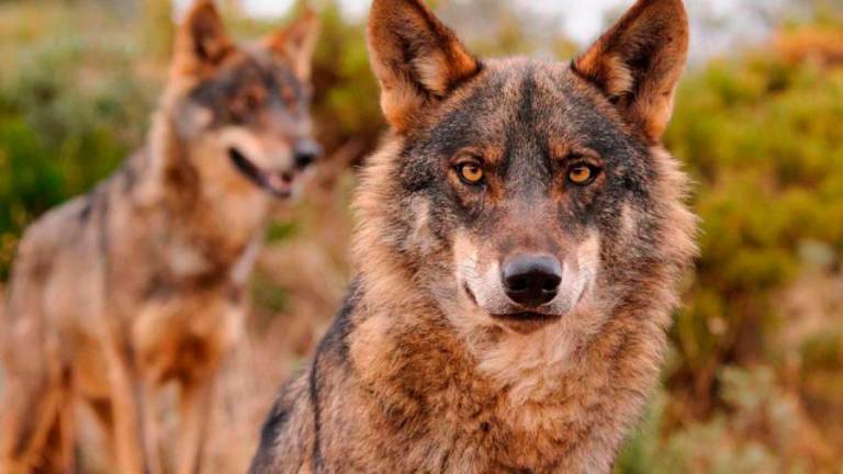 Siete autonomías, entre ellas Galicia, se rebelan contra la orden que prohíbe cazar lobos en España
