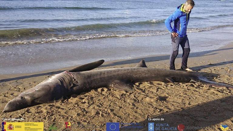 El tiburón peregrino hallado muerto en la playa de Bastiagueiro