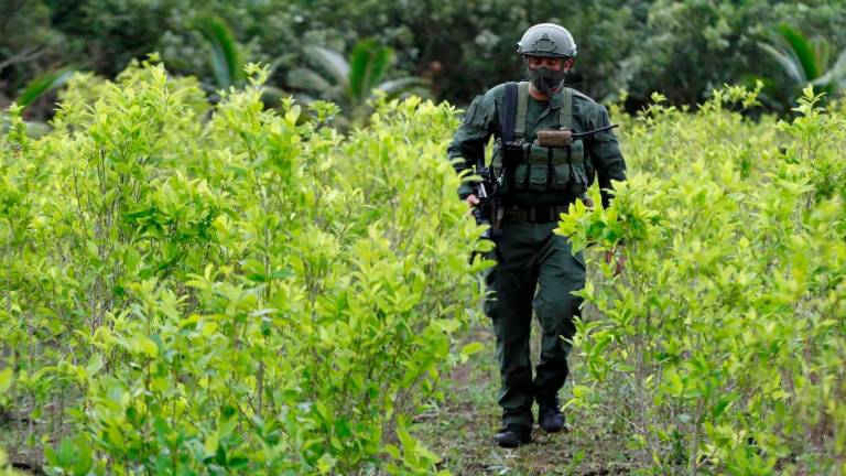 control. Un agente antidroga colombiano en una plantación ilegal de coca Foto: Efe