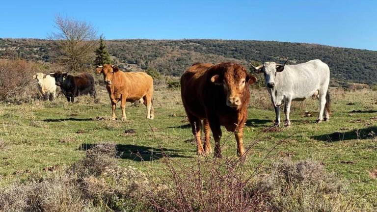 Un veterinario dedicado al ganado: “La vida rural no tiene futuro”