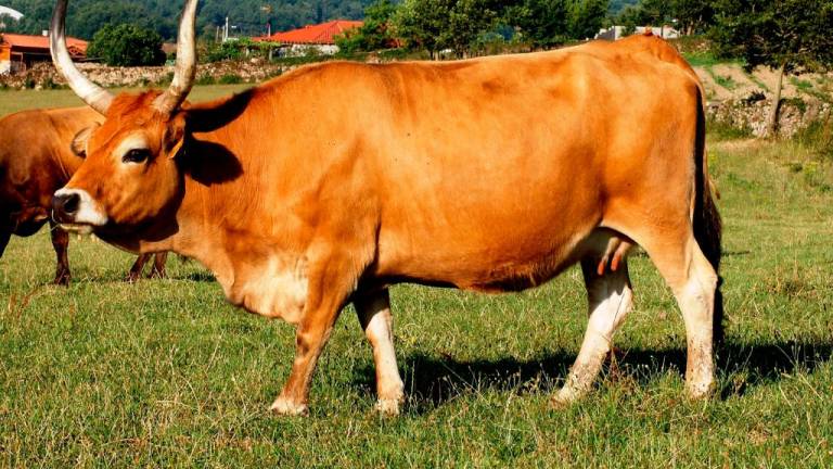 Vaca cachena, una de las razas autóctonas de Galicia.