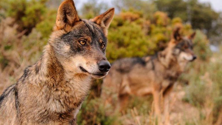 ‘Canis lupus’. Denuncian que en Galicia se dan hasta seis ataques de lobos al día. Foto: EP
