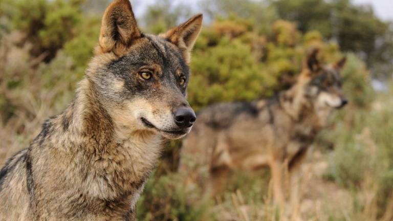 La protección del lobo ibérico abre una nueva guerra entre el Gobierno central y la Xunta