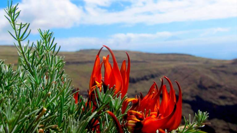 La flor Pico de Paloma en la isla de la Gomera. Foto: ECG