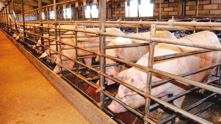 SECTOR PRIMARIO. Vista del interior de una macrogranja destinada a la ganadería intensiva porcina y localizada en España. Foto: Europa Press 