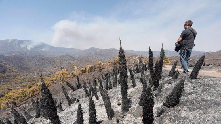 Zona devastada por las llamas en Sierra Bermeja. Foto: A. Zea/E.P