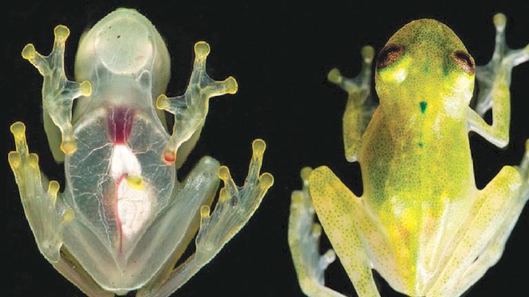 <b>Rana de cristal</b>. Se encontró por primera vez en 1998 en la Amazonia ecuatoriana y se caracteriza por tener una piel verdosa en su área dorsal y transparente en su área ventral. (Fuente, muyinteresante.com.mx)