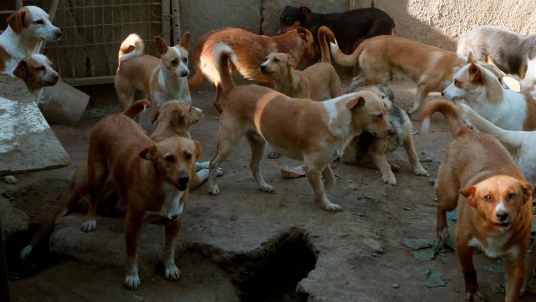 Gran número de perros, en concreto 68, que estaban hacinados en Lugo a comienzos de este verano. Foto: Efe/Eliseo Trigo