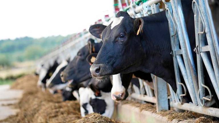 Exemplares de vacas de leite nunha explotación láctea da comarca xalleira. Foto: Campo Galego