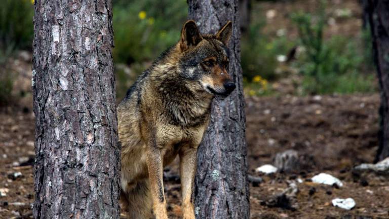 Ejemplar de lobo ibérico en un monte gallego Foto: ECG