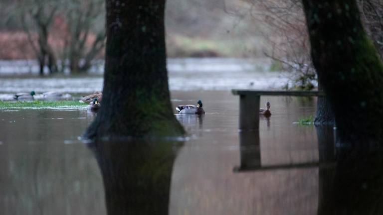 lluvia. Un grupo de patos nadaba el miércoles en el desbordado río Miño. Foto: Carlos Castro/EP