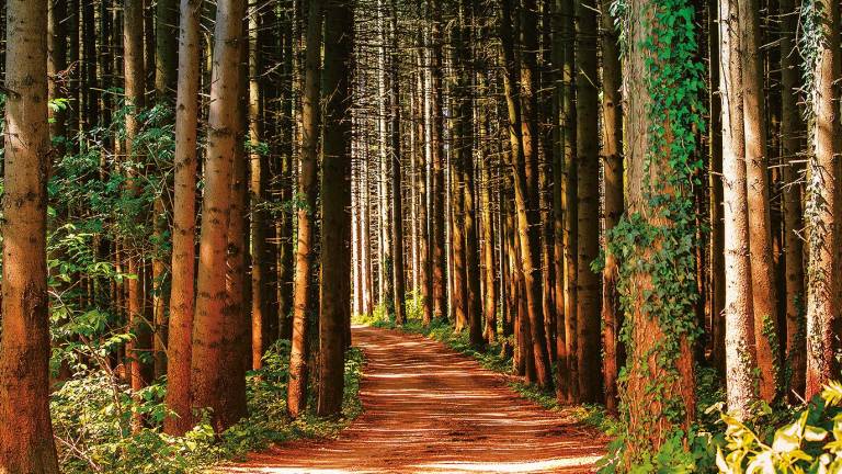 Relajante sendero a través de un bosque. Foto: HoliHo/Pexels