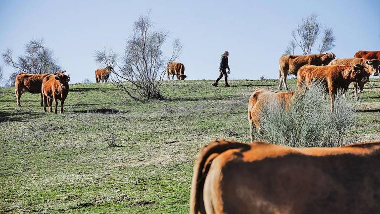 Un grupo de vacas pastan en una finca de ganadería extensiva en Colmenar Viejo. Foto: E.P.