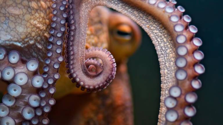 Mar. Vista de un pulpo, uno de los invertebrados más inteligentes del mundo. Foto: Compassion in World Farming 