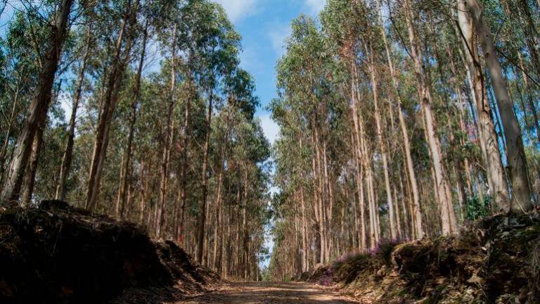 MONTE. Vista de un pequeño bosque de eucaliptos en la geografía gallega Foto: ECG