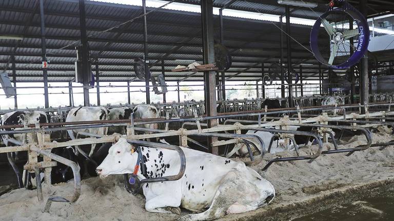 alimento. Vaca lechera, de la raza bovina frisona, en las instalaciones de la granja española. Foto: I. Infantes 