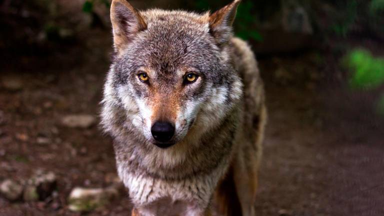 El Gobierno prohibirá la caza del lobo antes del 25 de septiembre próximo