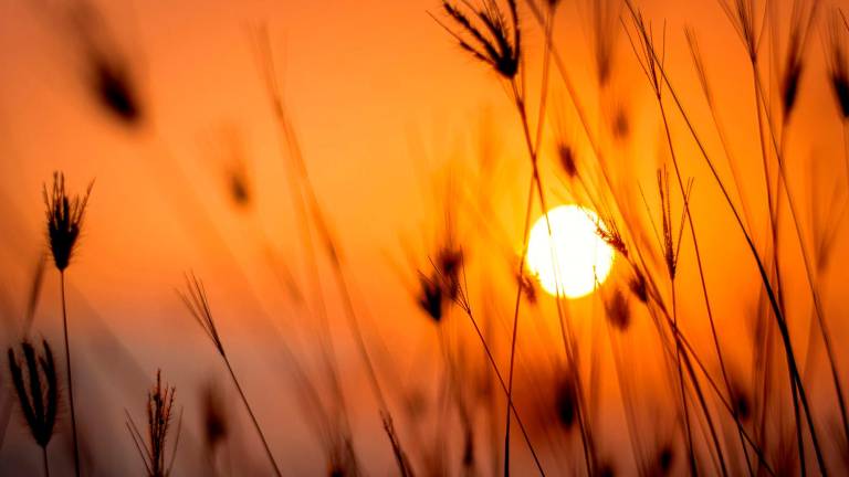 El sol es nuestra principal fuente de vitamina D. Foto: Darwis Alwan/Pexels