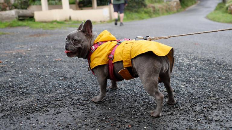 palas de rei. Un perro protegiéndose de la lluvia con chubasquero. Foto: Eliseo Trigo / Efe