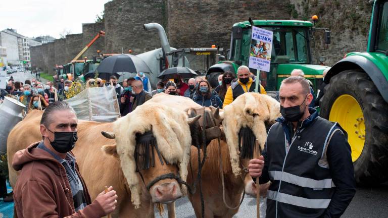 Dos ganaderos con sus vacas, durante la tractorada convocada por Agromuralla en Lugo para exigir mejor precio de la leche, a 4 de noviembre de 2021, en Lugo