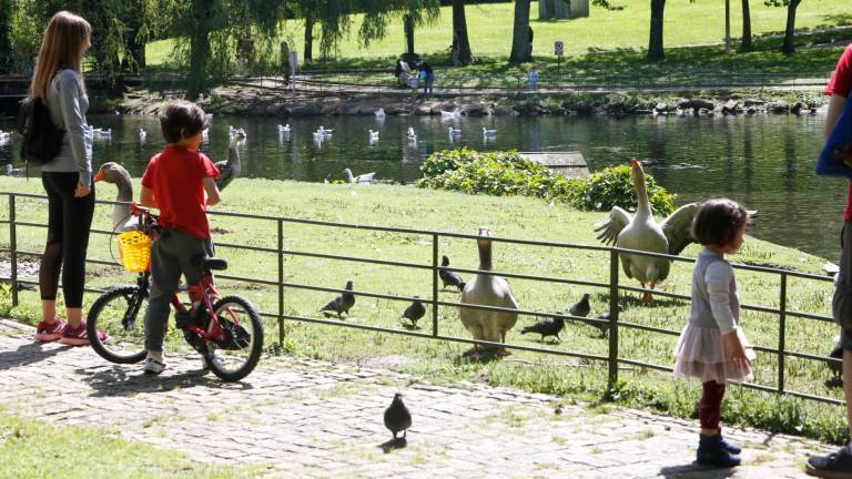 En el lago del Auditorio de Galicia conviven ocas, gansos, ánades azules y palomas, entre otras aves, que siempre atraen a los niños. Foto: A. Hdez.