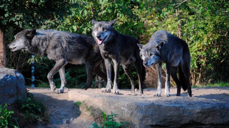 Galicia, Asturias, Castilla y León y Cantabria solicitan la retirada del borrador de la Estrategia del lobo