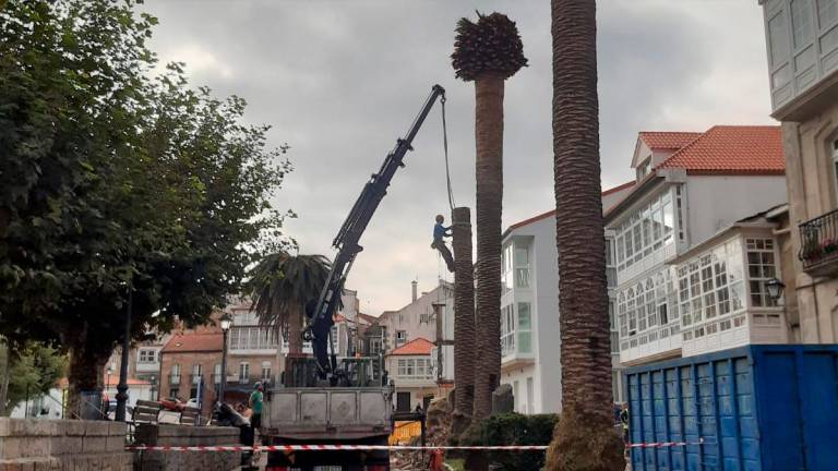 Operarios cortando as palmeiras da praza de Castelao, de Corcubión. Foto: Sempre Corcubión