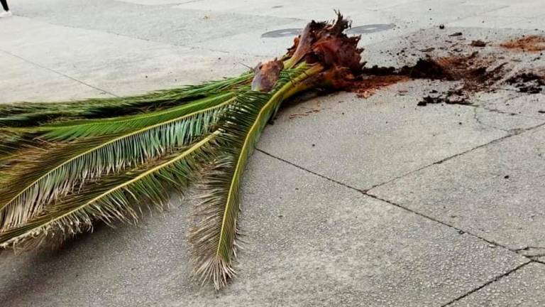 Restos da copa da palmeira que se desprenderon sobre a rúa na fin de semana. Foto: BNG