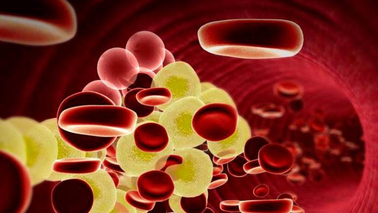 Representación del torrente sanguíneo con glóbulos rojos y moléculas de colesterol. Foto: ECG 