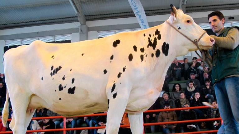 Ejemplar de vaca frisona durante una anterior Semana Gandeira de Mazaricos. Foto: CG