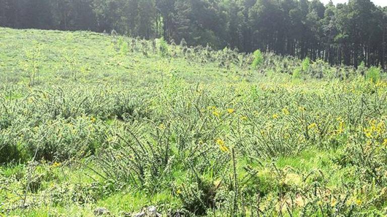 agroforestal. Galicia cuenta con 24.000 hectáreas abandonadas susceptibles de ponerse a producir