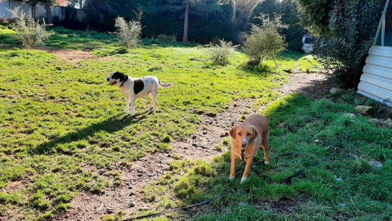 Predio pechado no que habitan os cans que recolle a Asociación Peludiñ@s sen Fogar de Negreira. Foto: cedida.