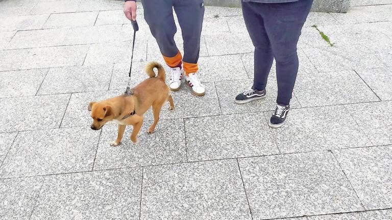 Imagen distribuida públicamente de uno de los canes, el pequeño (Foxy), que acaba de ser adoptado. Foto: S. Fernández