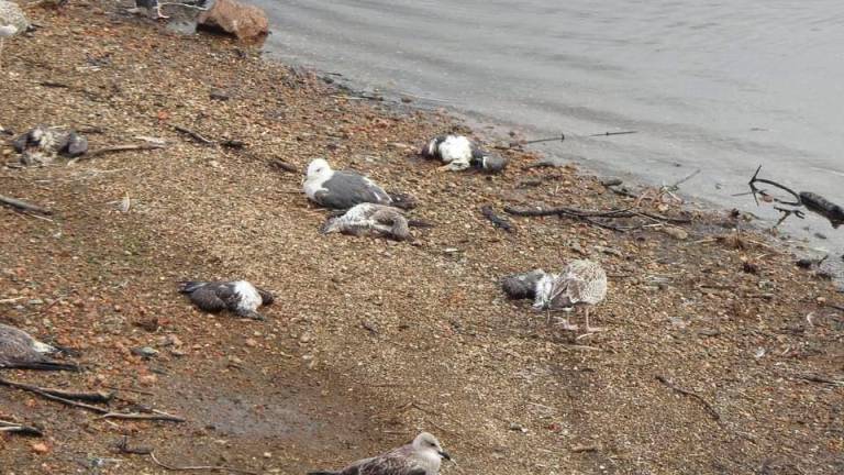 Aves muertas y debiliadas en el embalse de Vilagudín, en Ordes