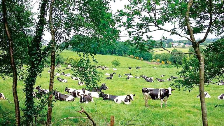 Un grupo de vacas descansando e pastando nas máis de 200 hectáreas que a granxa ecolóxica ten no concello de Mesía. Foto: Casa Grande de Xanceda 