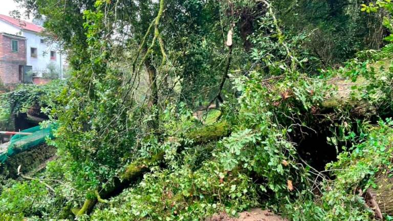 Situación actual del árbol cortando el paseo fluvial. Foto: Asociación Vecinal Río Sarela.
