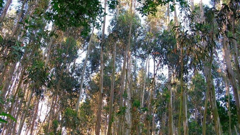 Axudas galegas para impulsar a formación na industria forestal