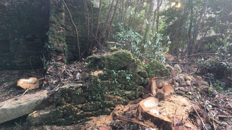 TALAS. Restos dunha tala que causou danos nos restos de algunhas das antigas vivendas da Aldea Maldita. Foto: Apatrigal
