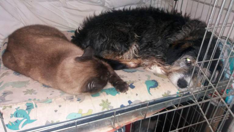 Un can e un gato compartindo momentos nunha gaiola da asociación Amigos de los Perros. Foto: Cedida.