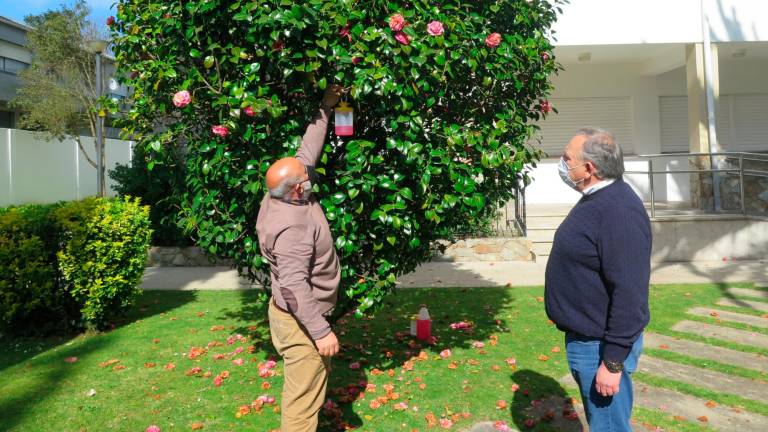 O concelleiro José Ramón Barbeito, esquerda, e o alcalde, José Manuel López, supervisando unha das trampas colocadas nun magnolio da Praza do Concello. Foto: C. L.