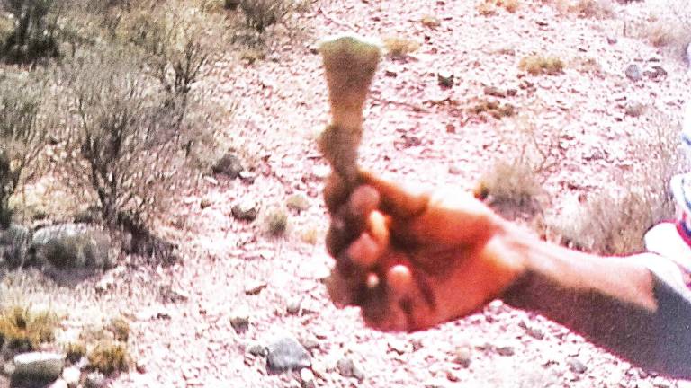 botón de mescal. Que aparece enterrado en sitios pedregosos del desierto. Foto: Enrique Raviña