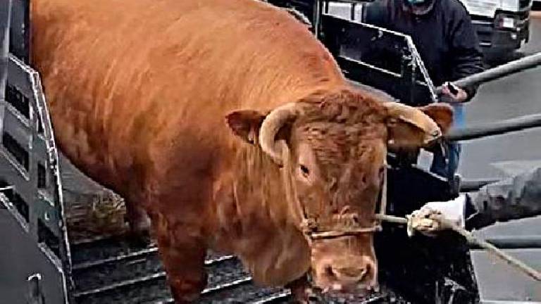 La vaca rubia gallega más grande de España, 884 kilogramos en canal