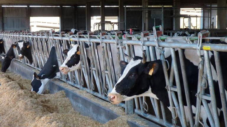 ENCARECIMIENTO DE LOS INGREDIENTES. Varias vacas se alimentan en una granja en Santa Comba. Foto: M.M.O.