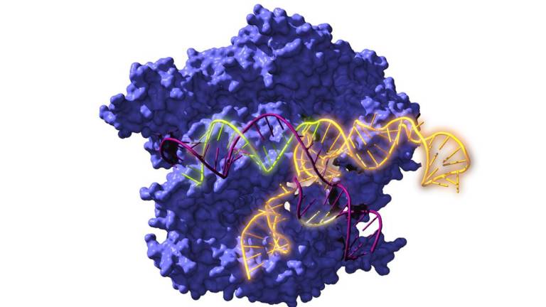IMAGEN de Cas9, una enzima endonucleasa asociada con el sistema CRISPR, actuando sobre el ADN objetivo. Foto: Antonio Reifs (CIC nanoGUNE)