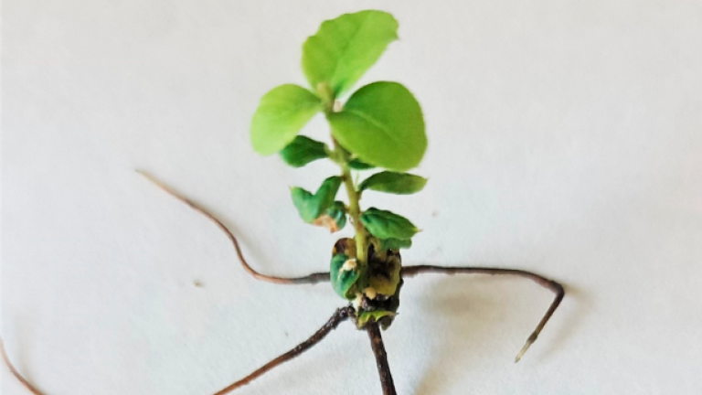 Planta de alcornoque transformada con un gen. Foto: CSIC